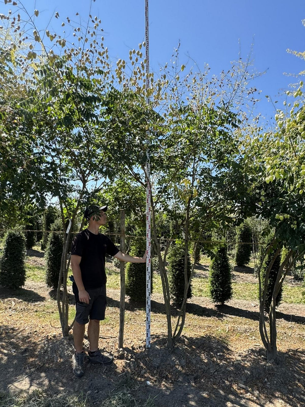 Koelreuteria paniculata