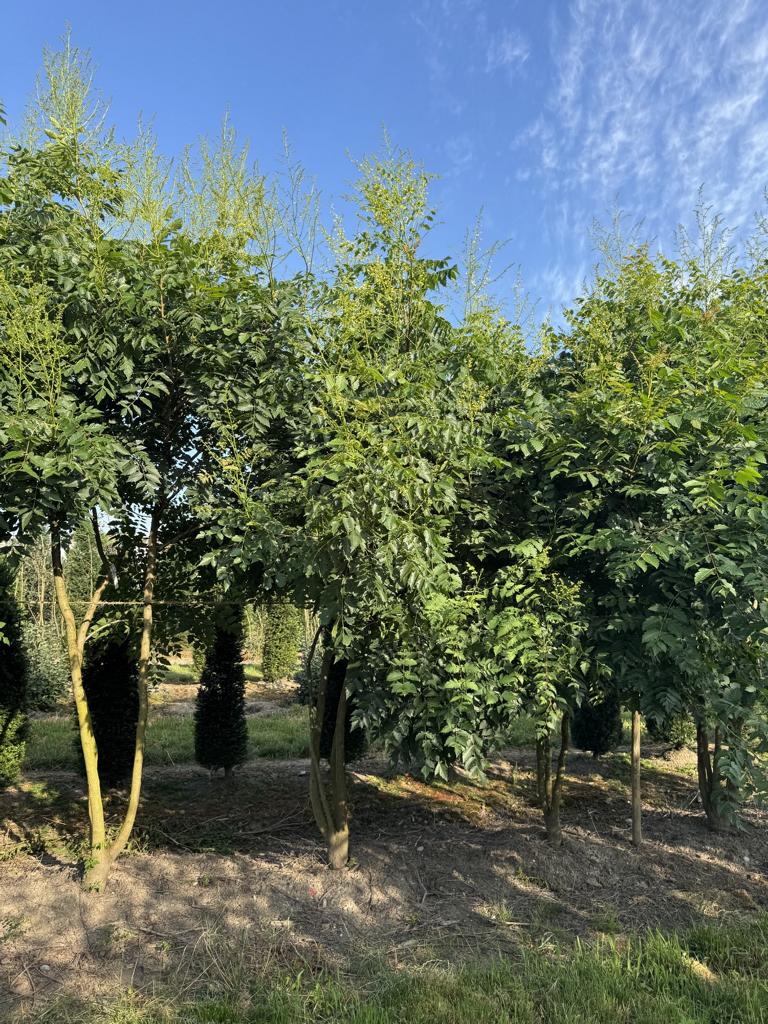 Koelreuteria paniculata