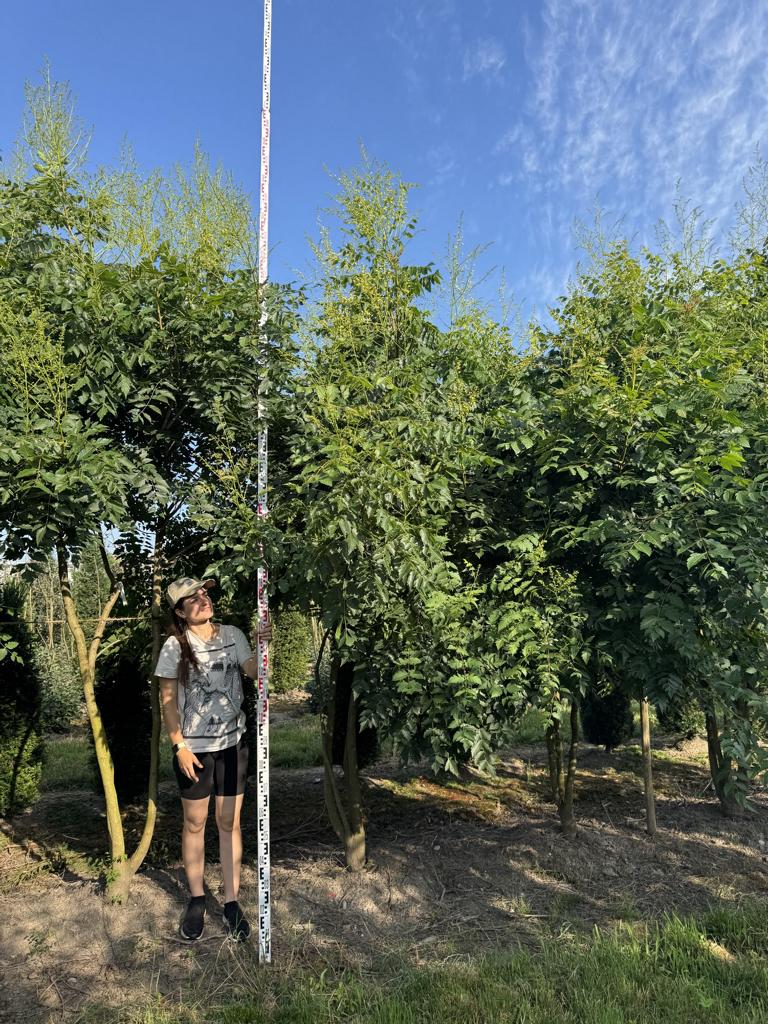 Koelreuteria paniculata