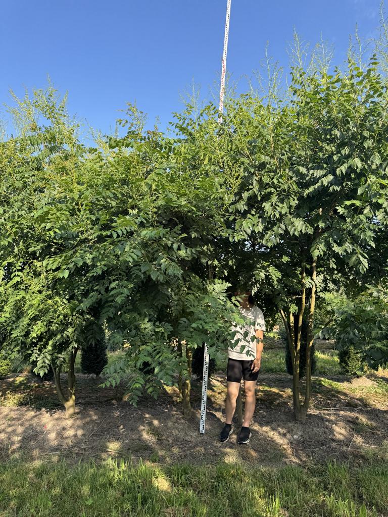 Koelreuteria paniculata