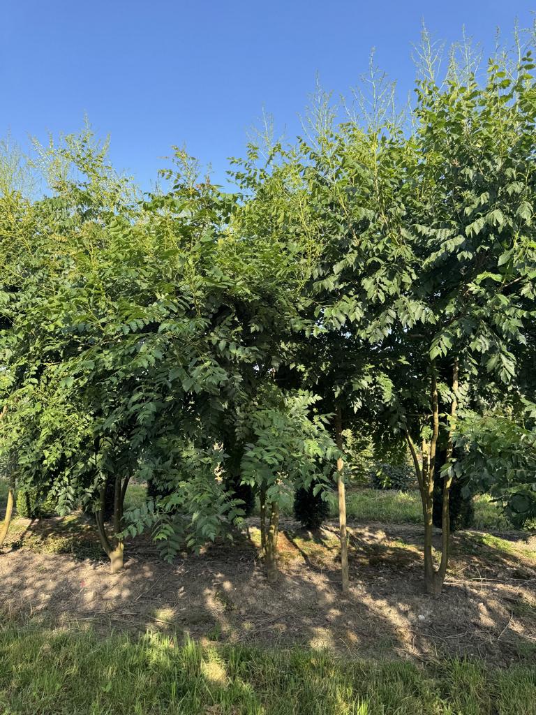 Koelreuteria paniculata