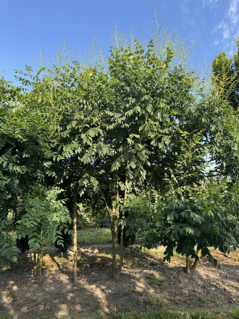 Koelreuteria paniculata