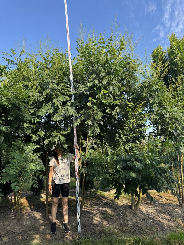Koelreuteria paniculata