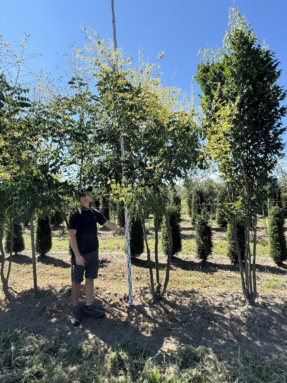 Koelreuteria paniculata