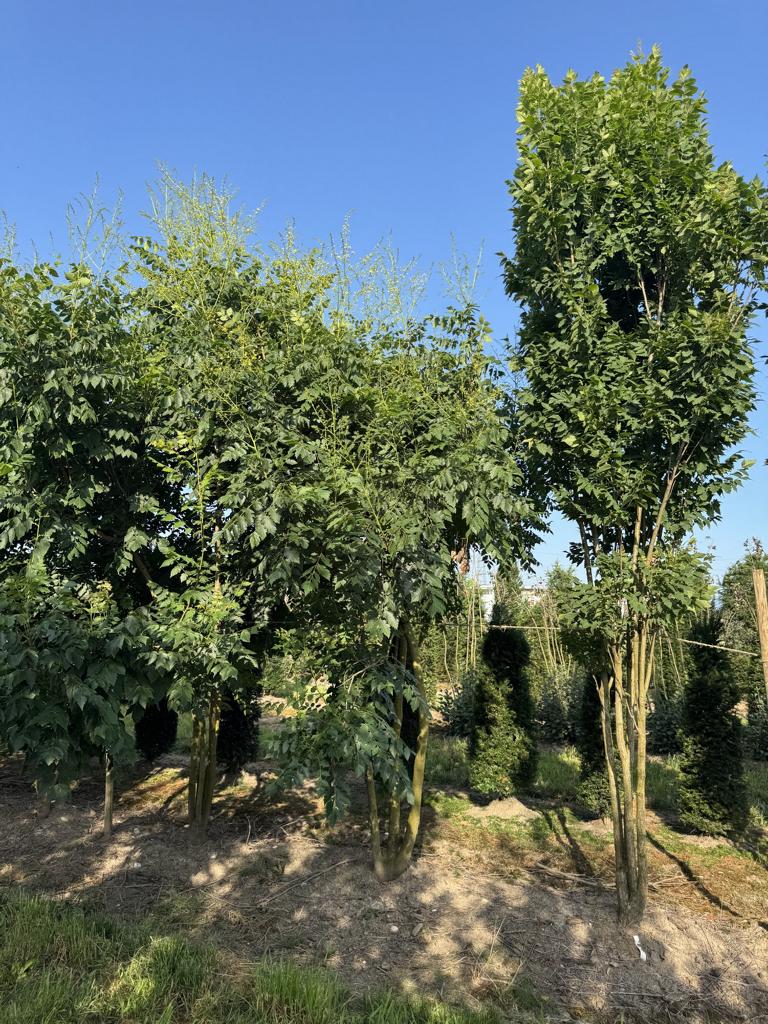 Koelreuteria paniculata