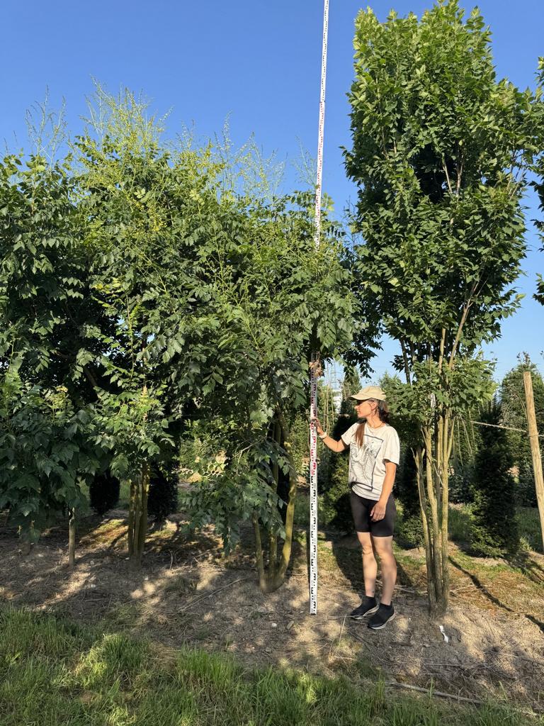 Koelreuteria paniculata