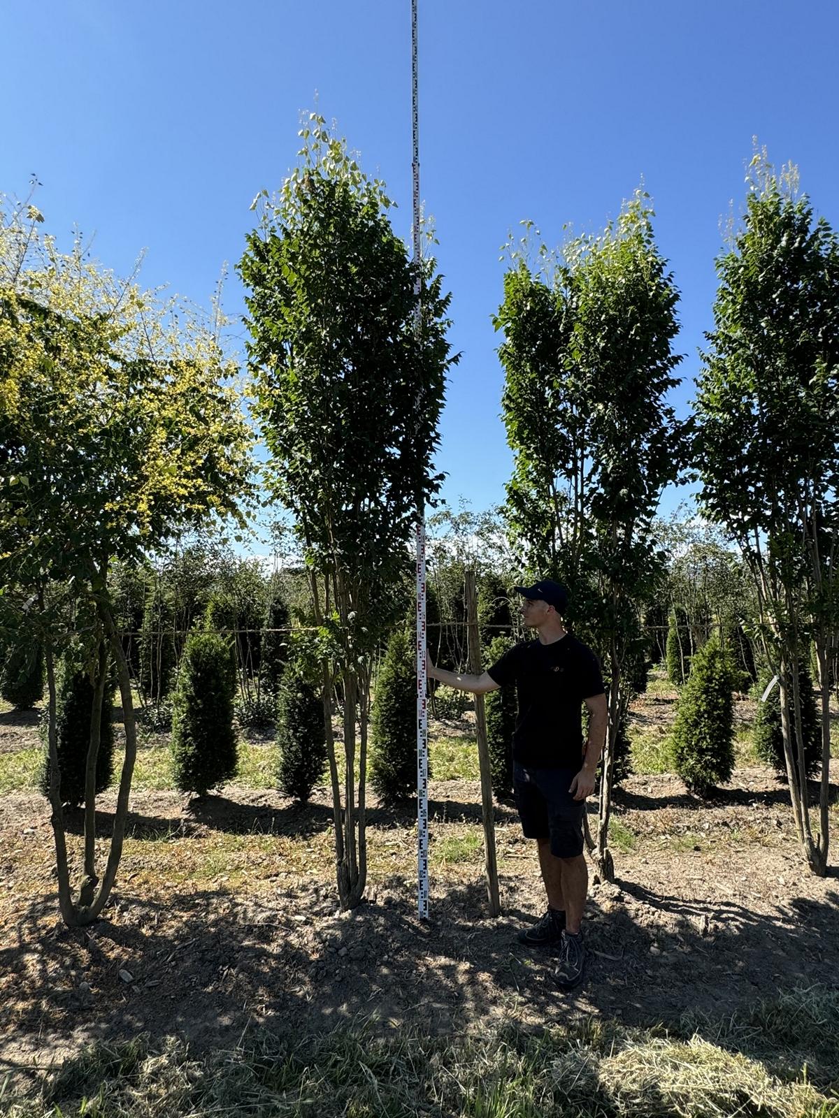 Koelreuteria paniculata 'Fastigiata'