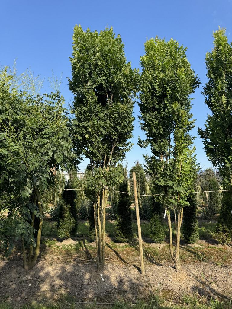 Koelreuteria paniculata 'Fastigiata'