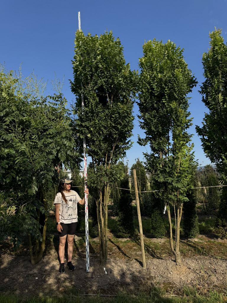 Koelreuteria paniculata 'Fastigiata'
