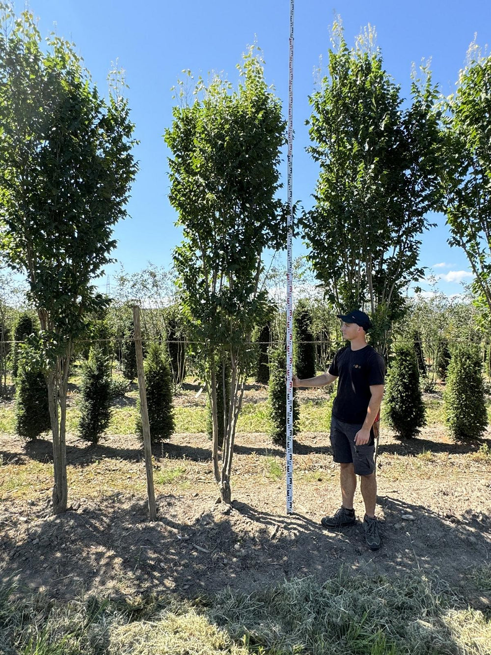 Koelreuteria paniculata 'Fastigiata'