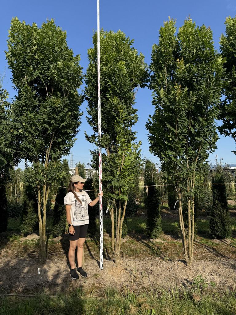 Koelreuteria paniculata 'Fastigiata'