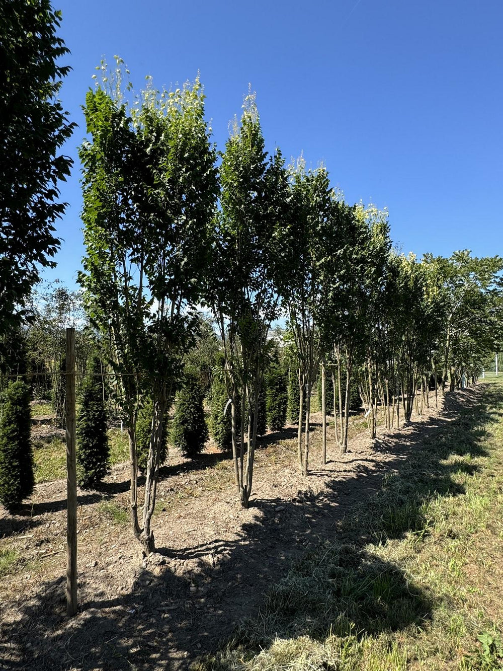 Koelreuteria paniculata 'Fastigiata'