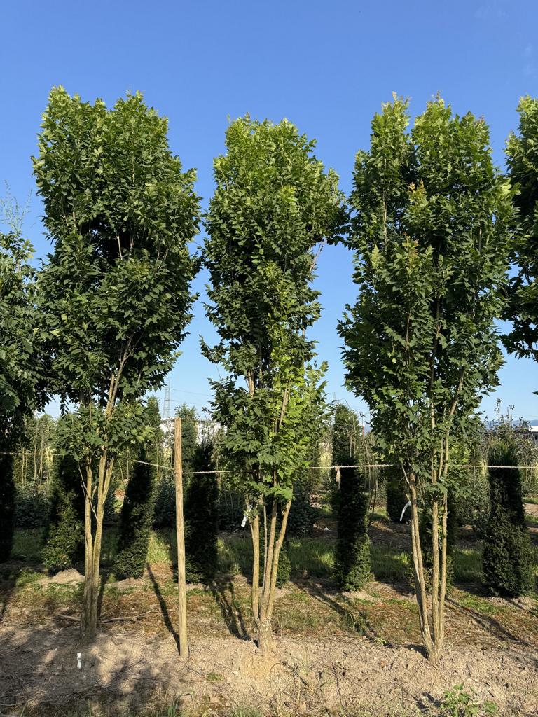 Koelreuteria paniculata 'Fastigiata'