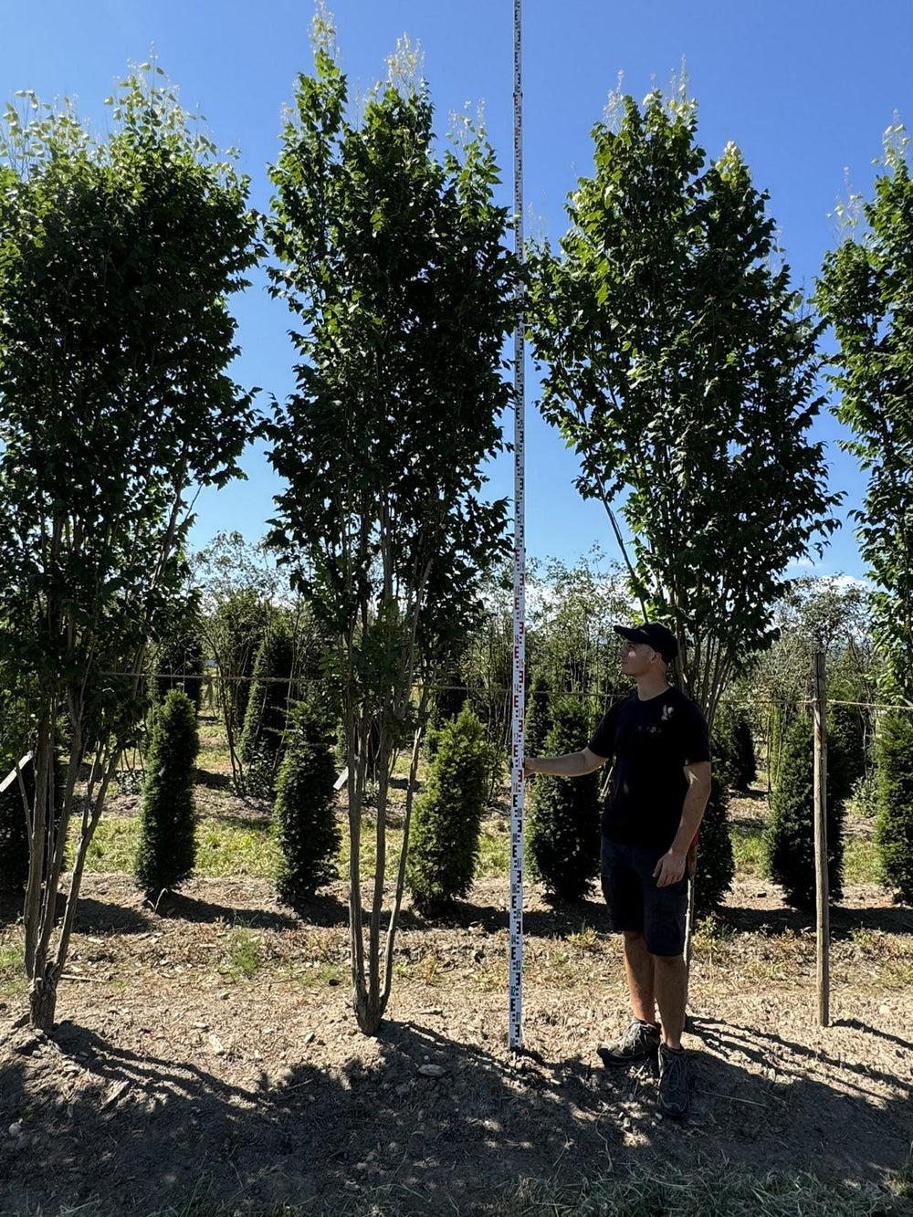 Koelreuteria paniculata 'Fastigiata'