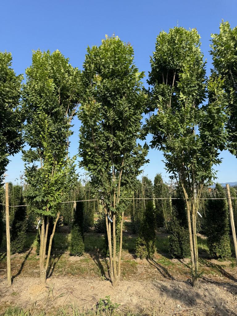 Koelreuteria paniculata 'Fastigiata'
