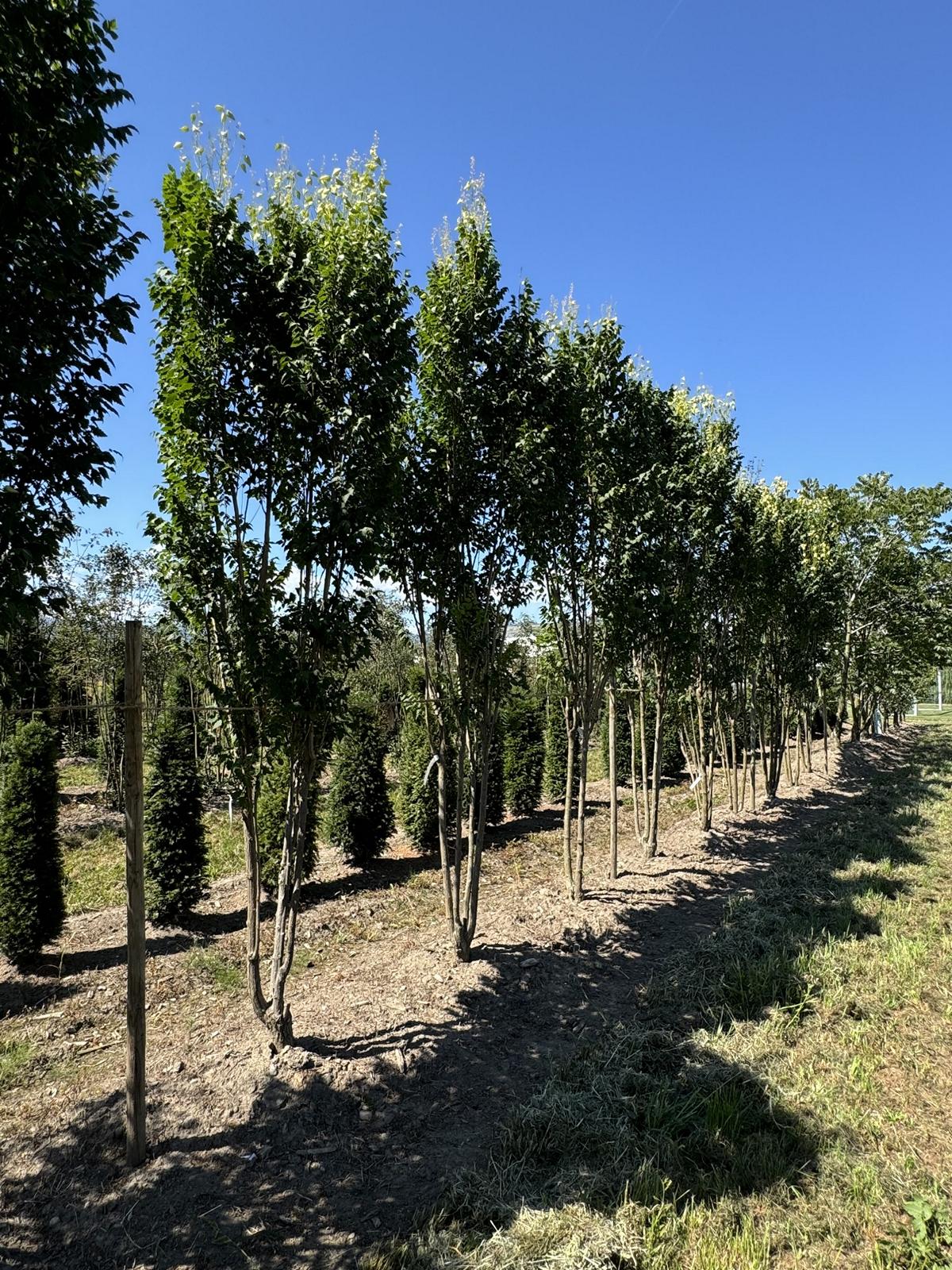 Koelreuteria paniculata 'Fastigiata'