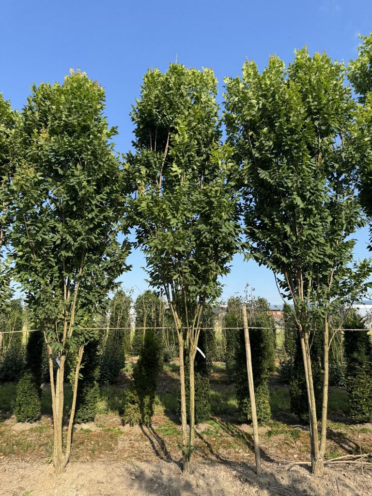 Koelreuteria paniculata 'Fastigiata'