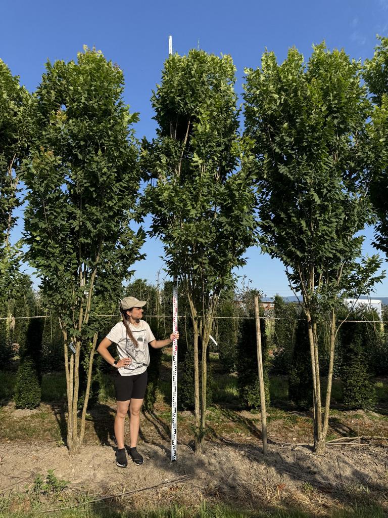 Koelreuteria paniculata 'Fastigiata'