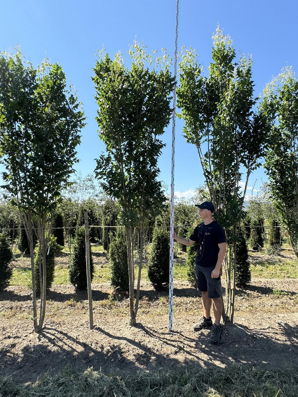 Koelreuteria paniculata 'Fastigiata'