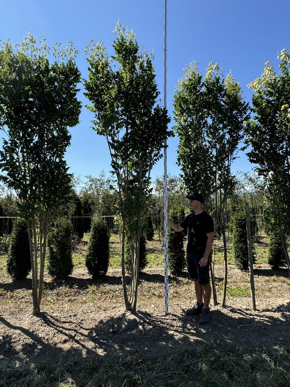 Koelreuteria paniculata 'Fastigiata'