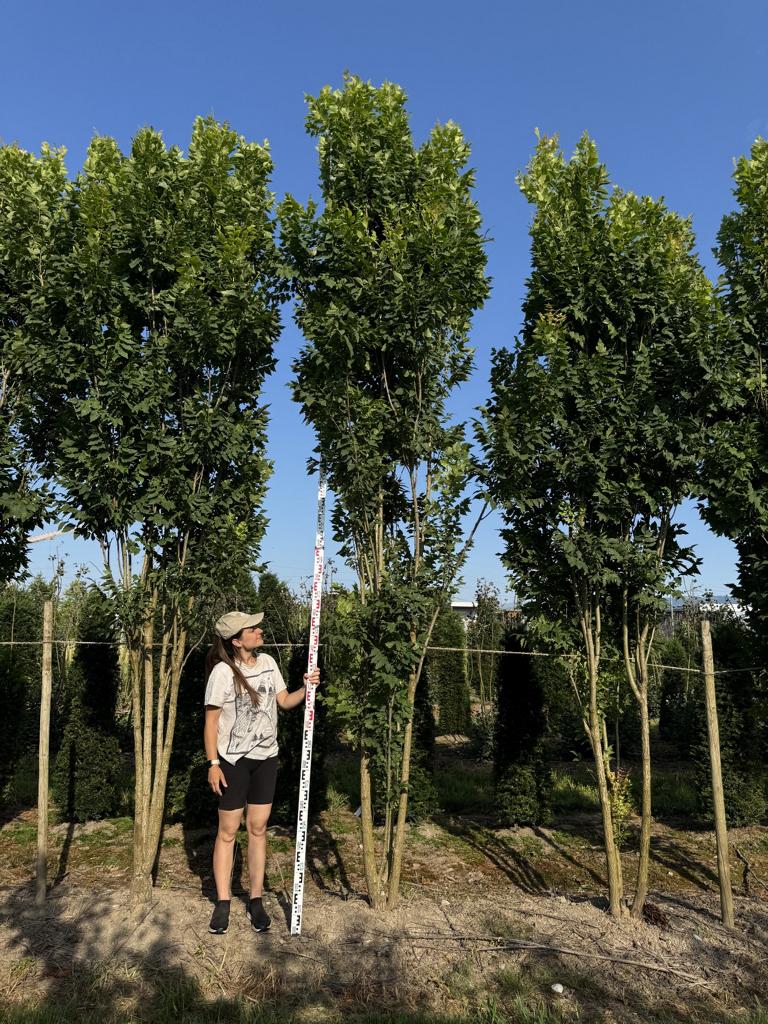 Koelreuteria paniculata 'Fastigiata'