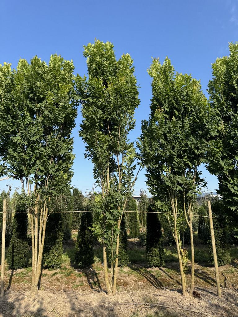 Koelreuteria paniculata 'Fastigiata'