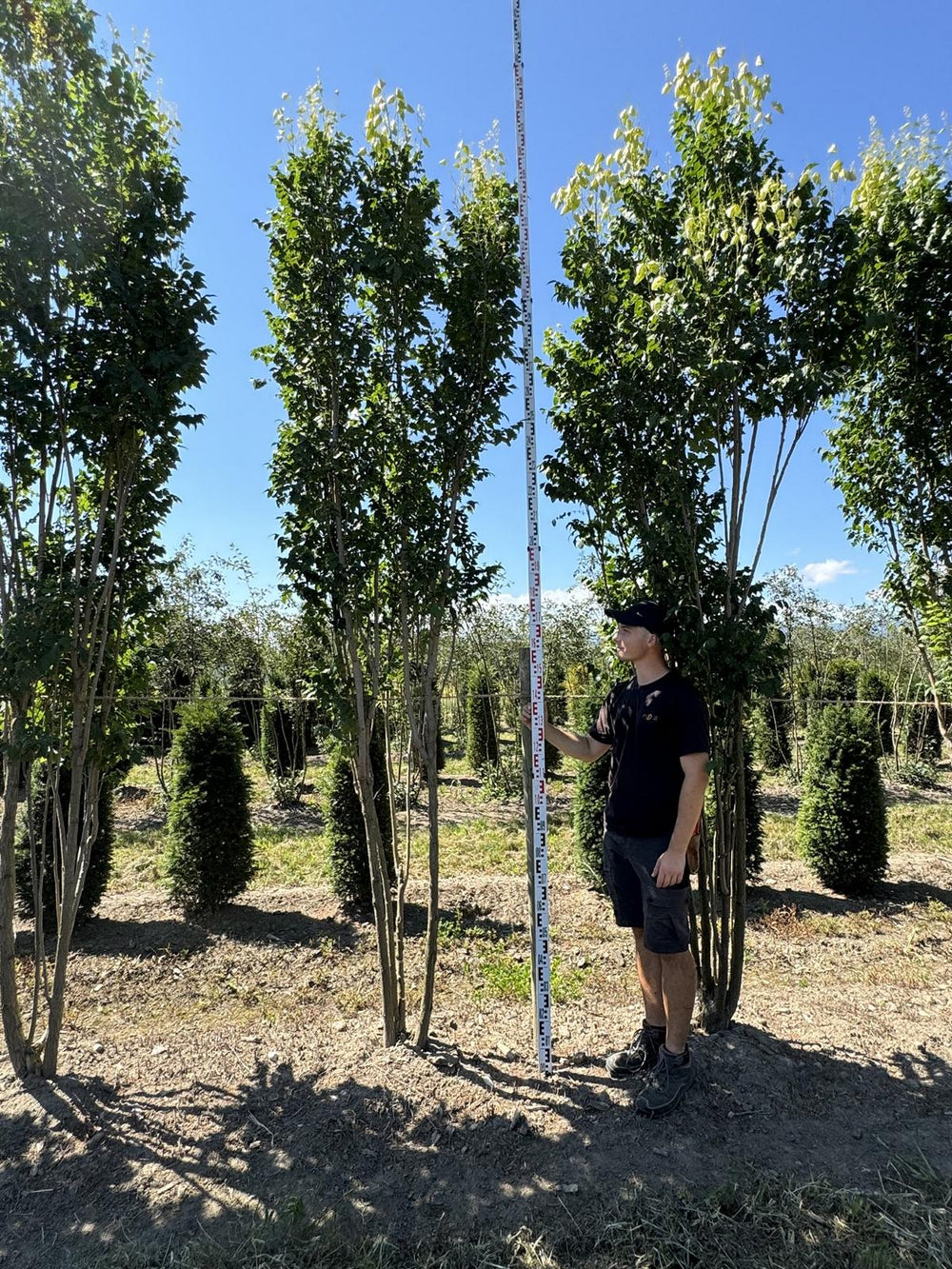 Koelreuteria paniculata 'Fastigiata'