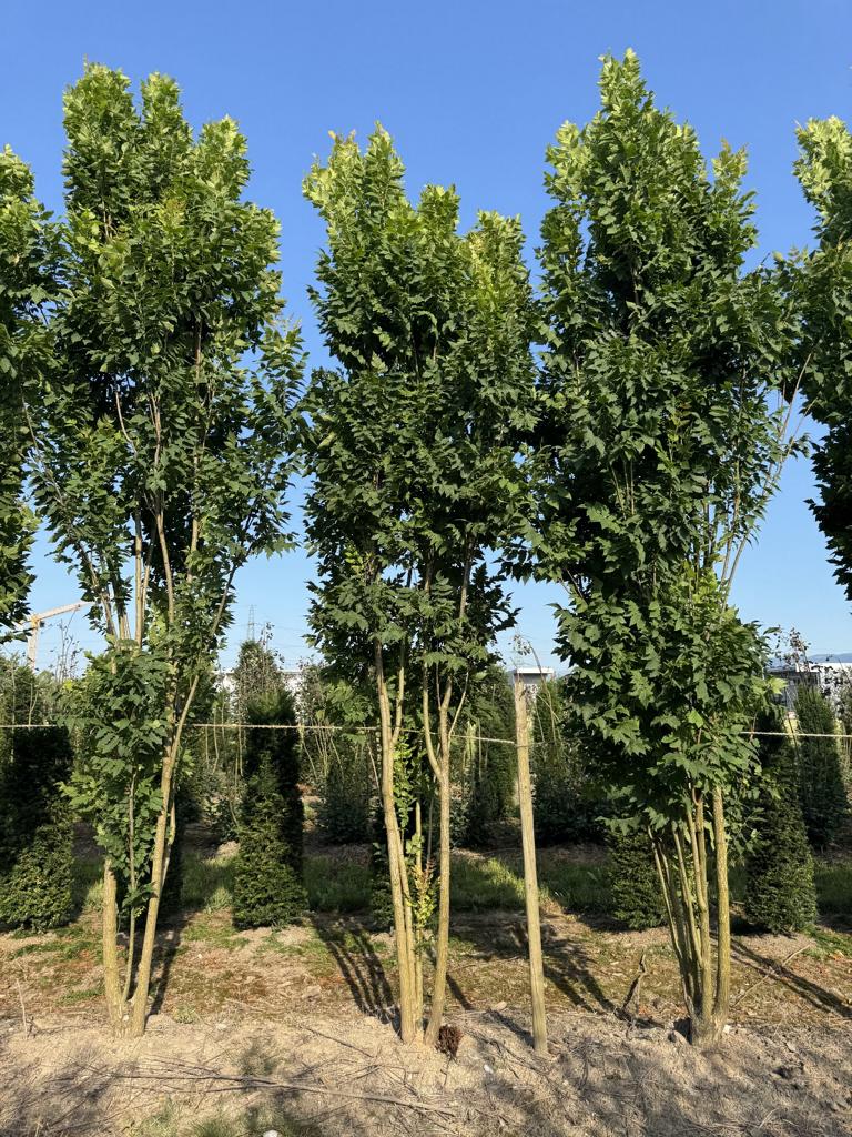 Koelreuteria paniculata 'Fastigiata'