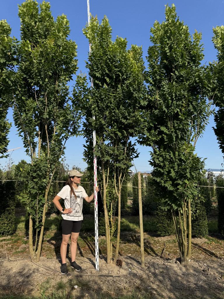 Koelreuteria paniculata 'Fastigiata'