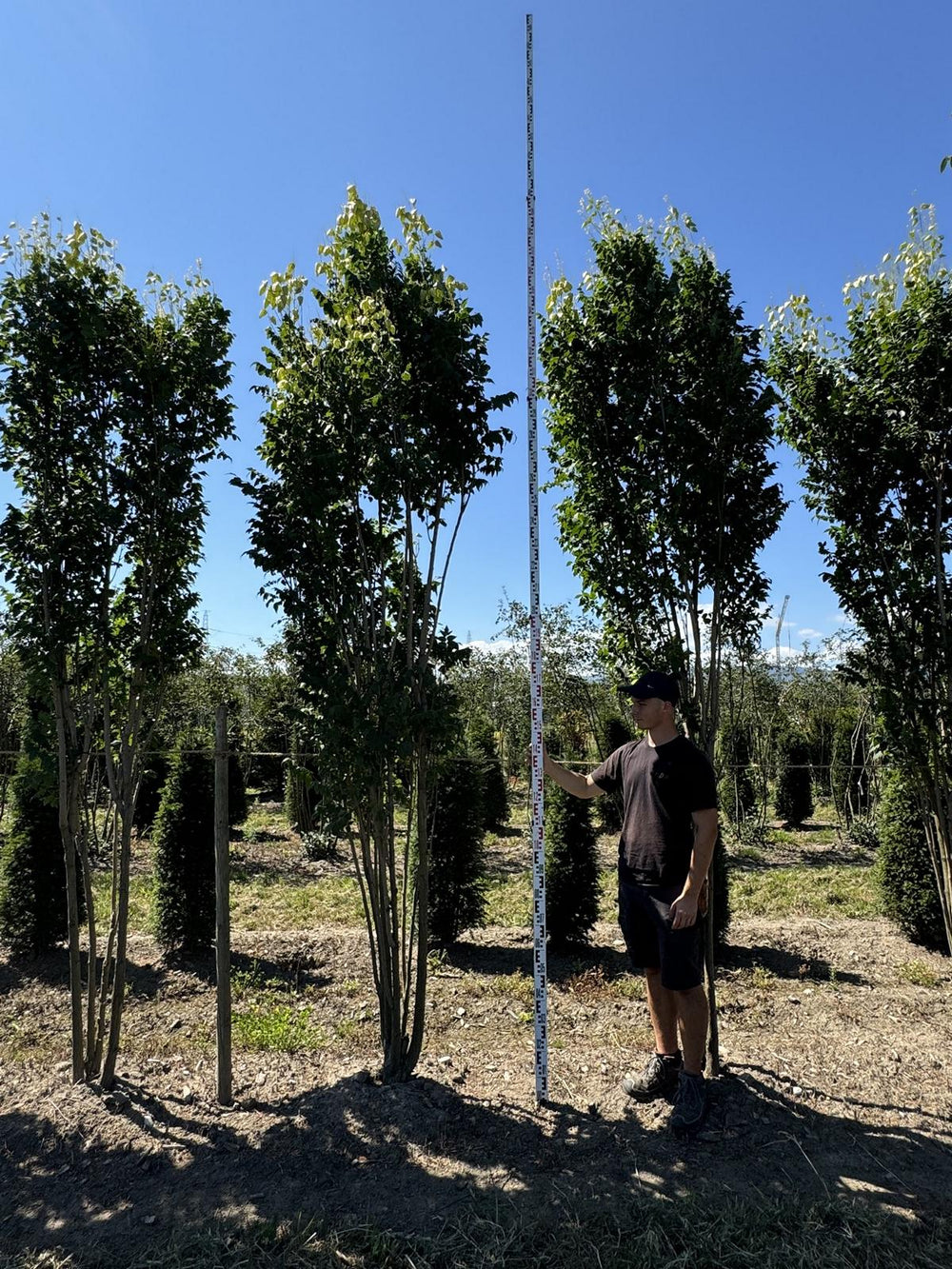 Koelreuteria paniculata 'Fastigiata'