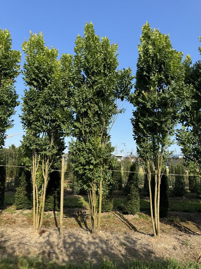 Koelreuteria paniculata 'Fastigiata'