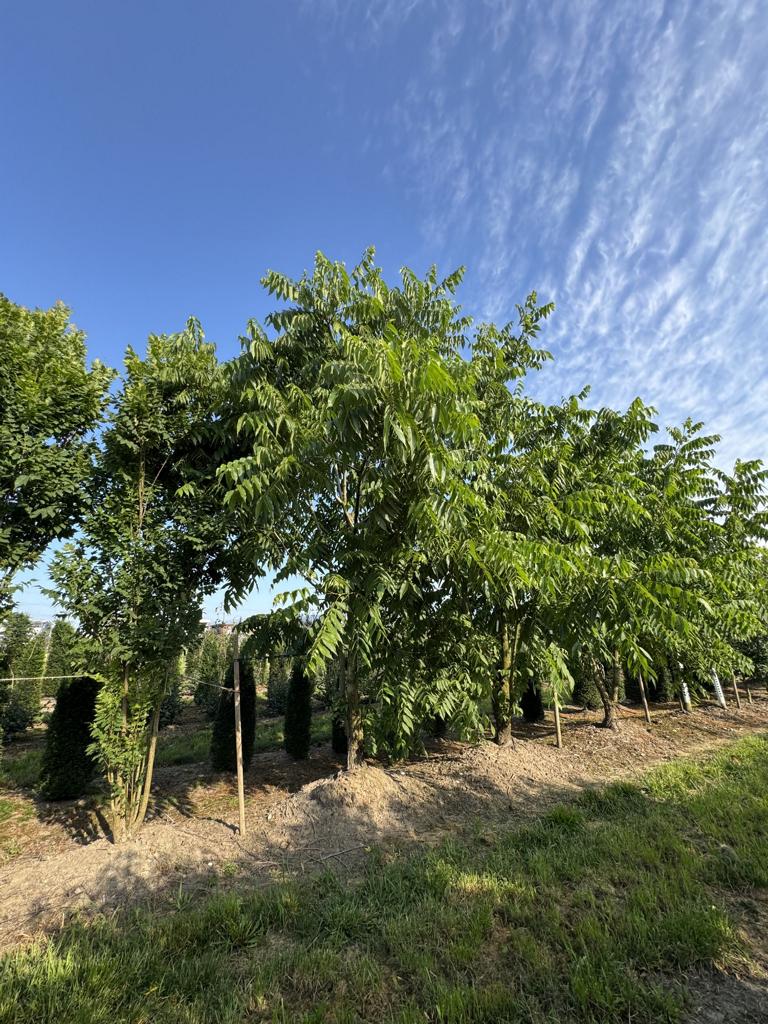Juglans nigra