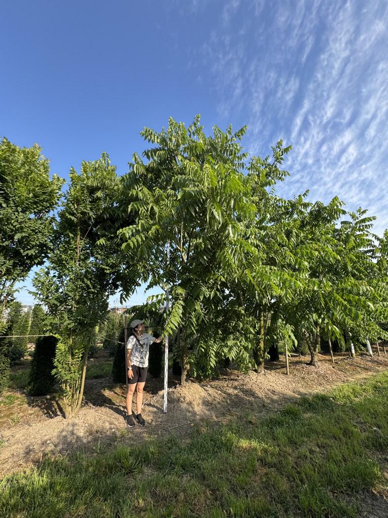 Juglans nigra