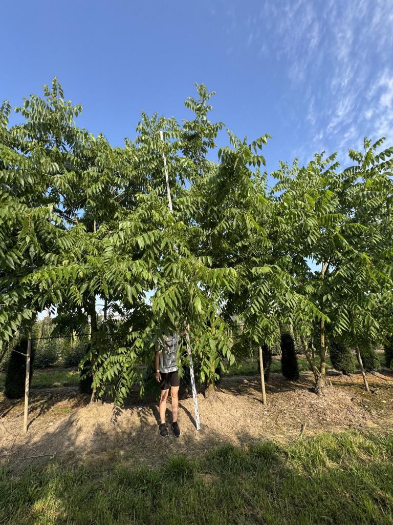 Juglans nigra