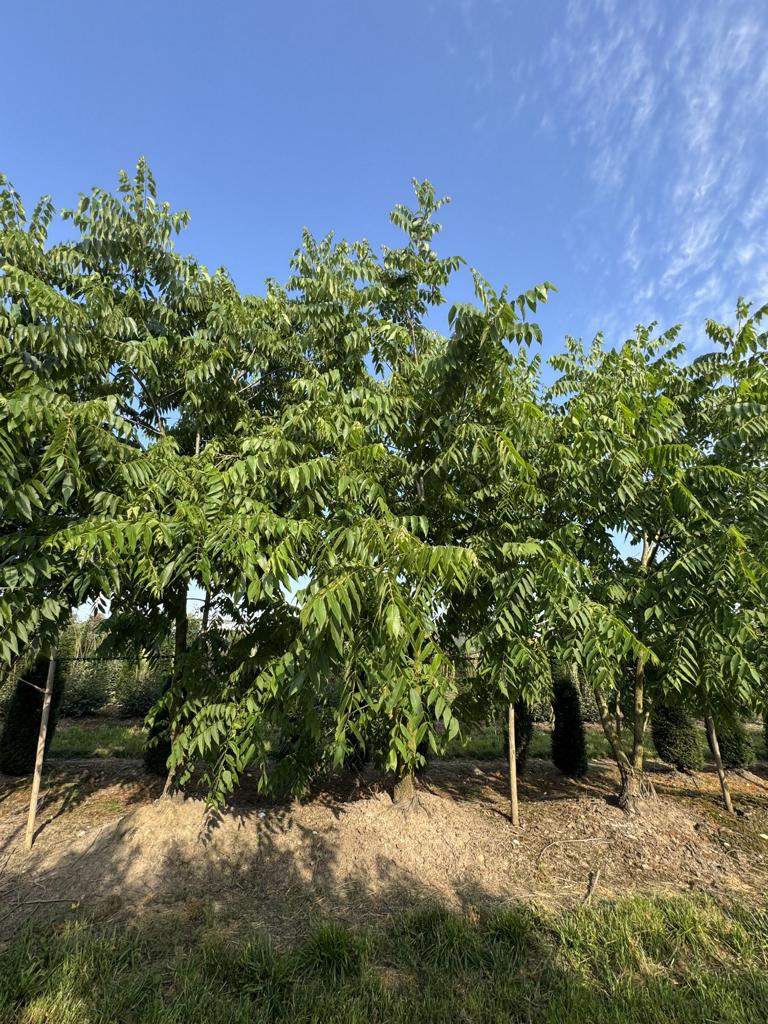 Juglans nigra