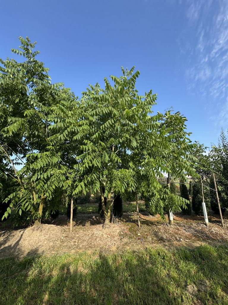 Juglans nigra