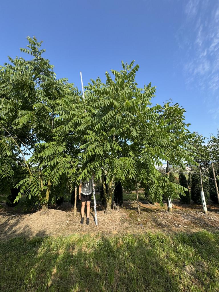 Juglans nigra