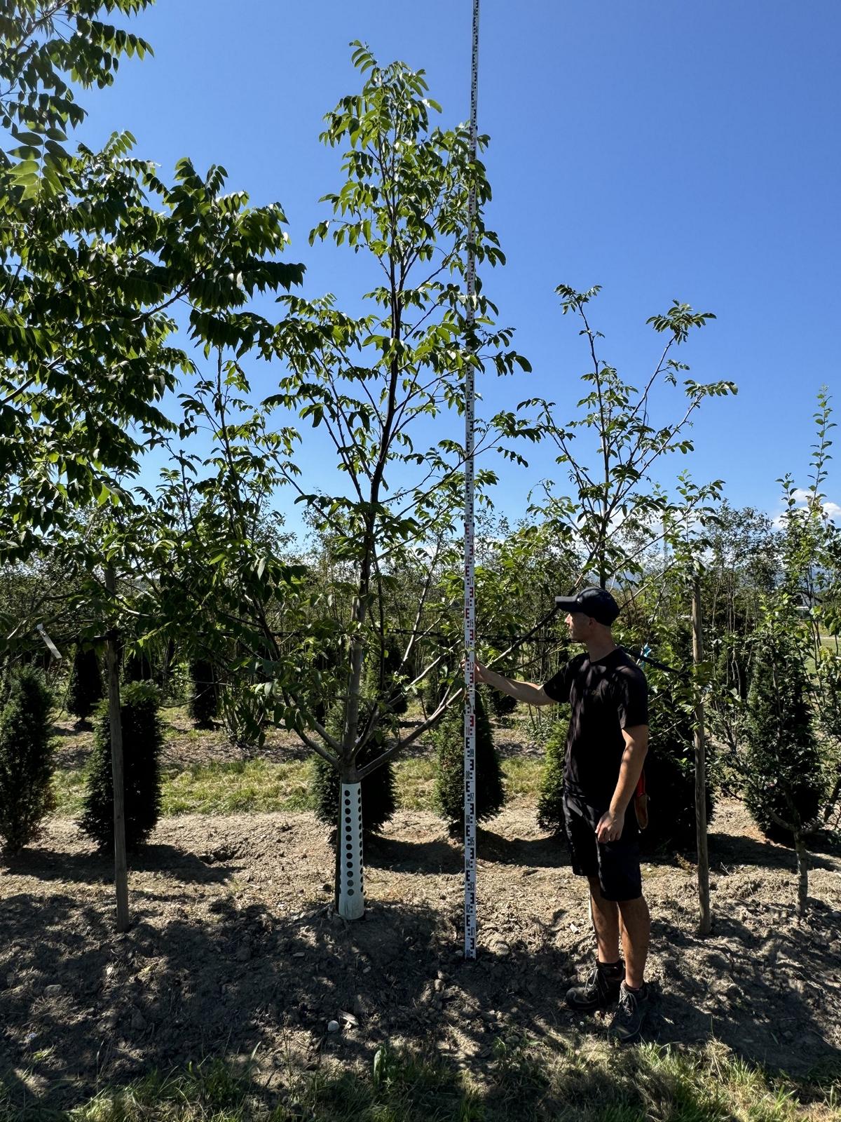 Juglans regia (Syn. Juglans r. Sämlinge)