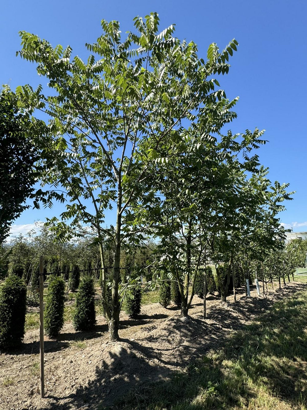 Juglans regia (Syn. Juglans r. Sämlinge)