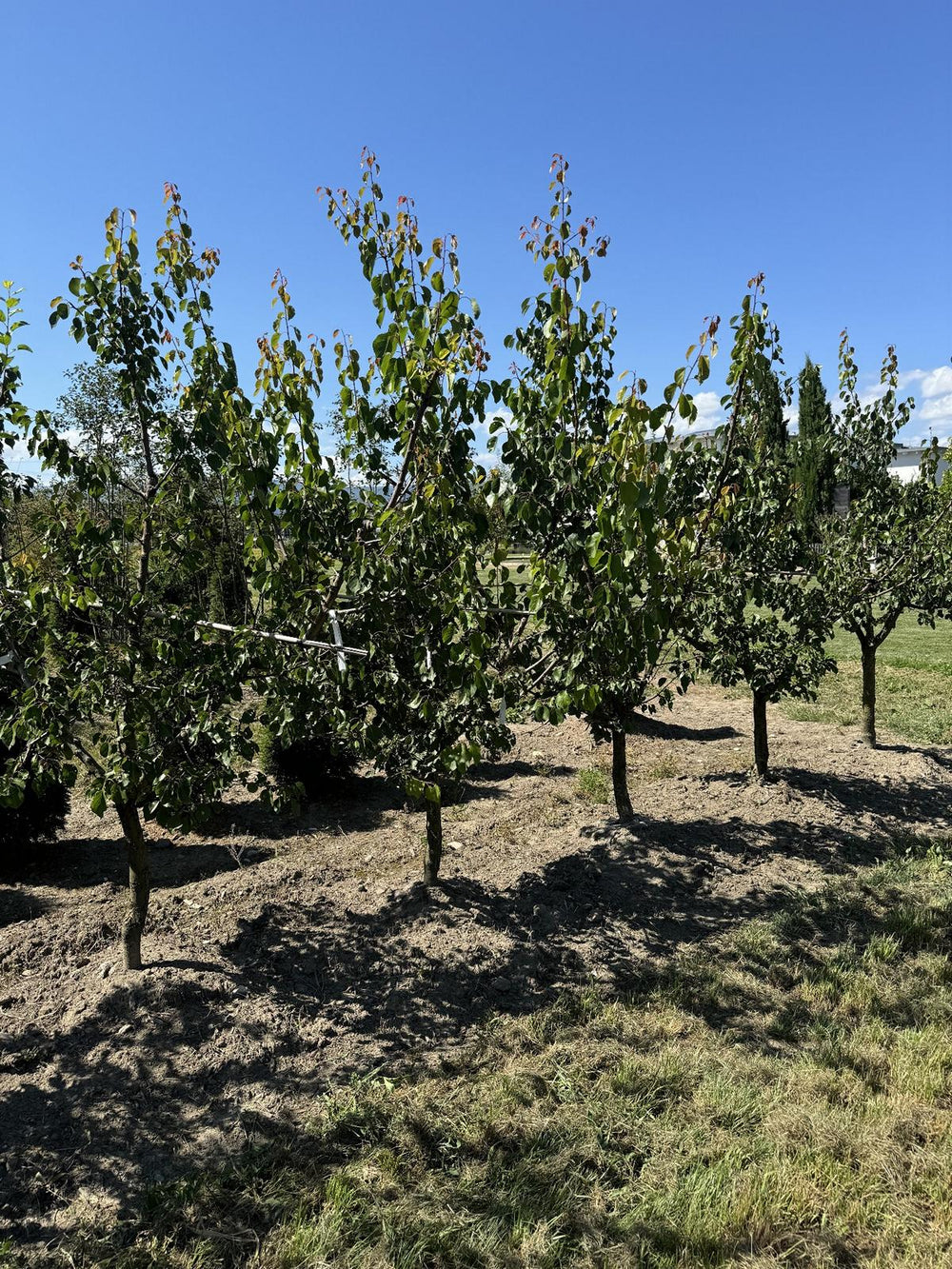 Prunus domestica 'Damassine'