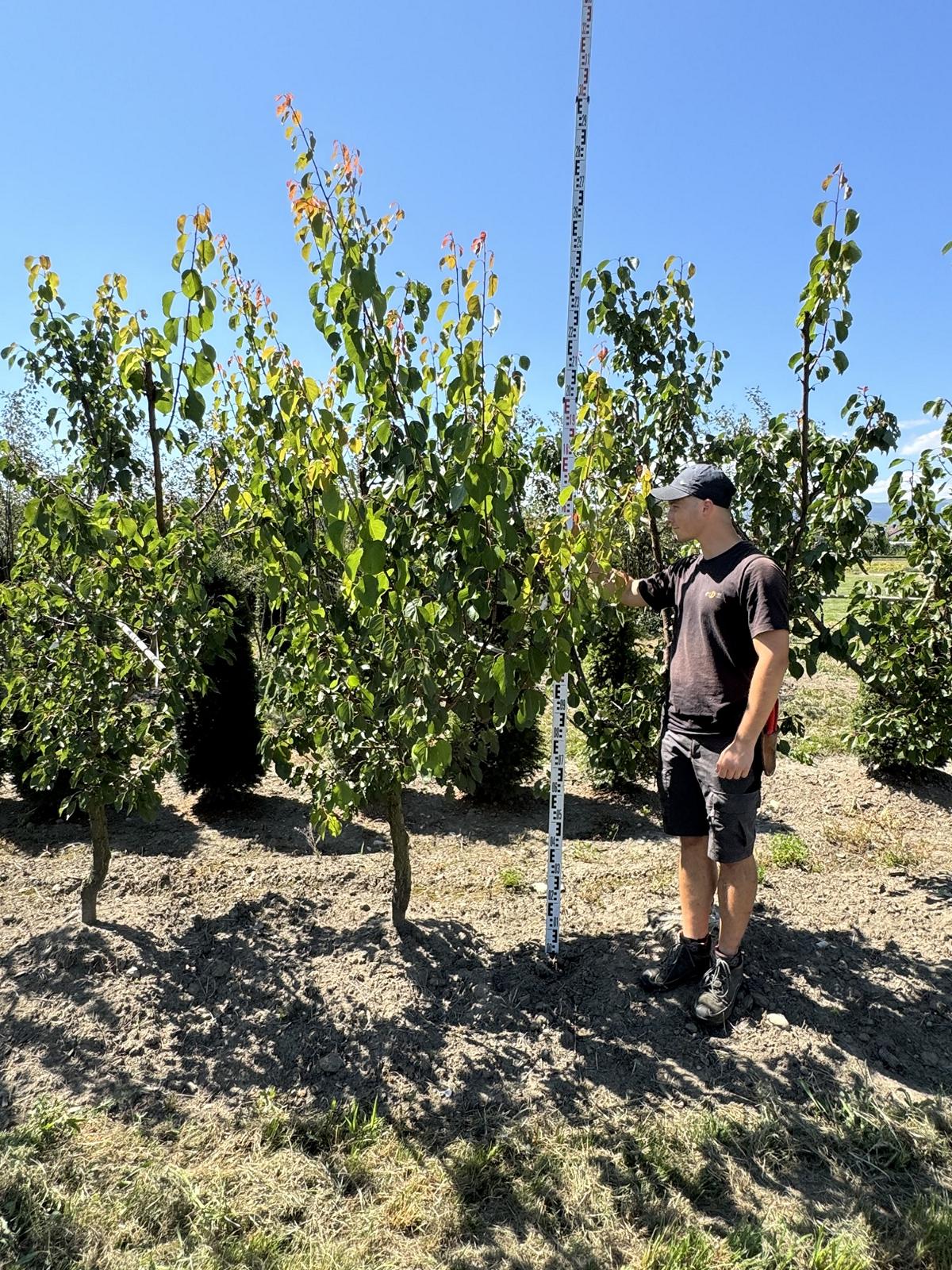 Prunus armeniaca 'Orangered'