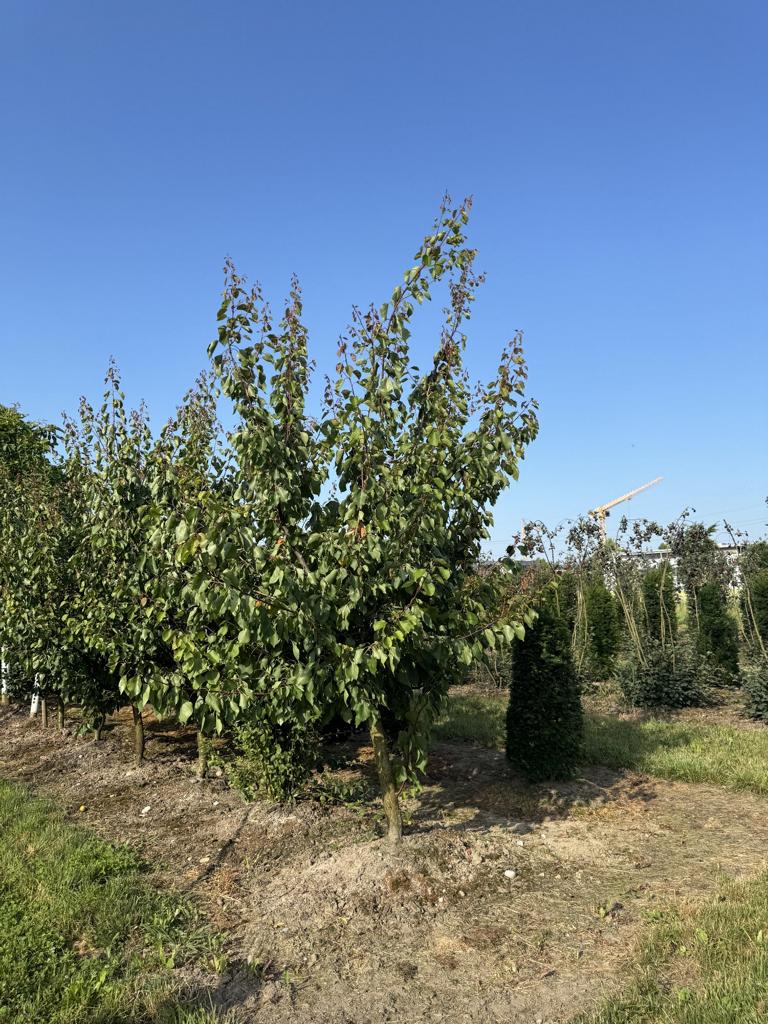 Prunus armeniaca 'Orangered'