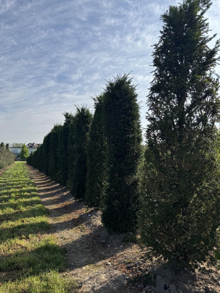 Taxus baccata