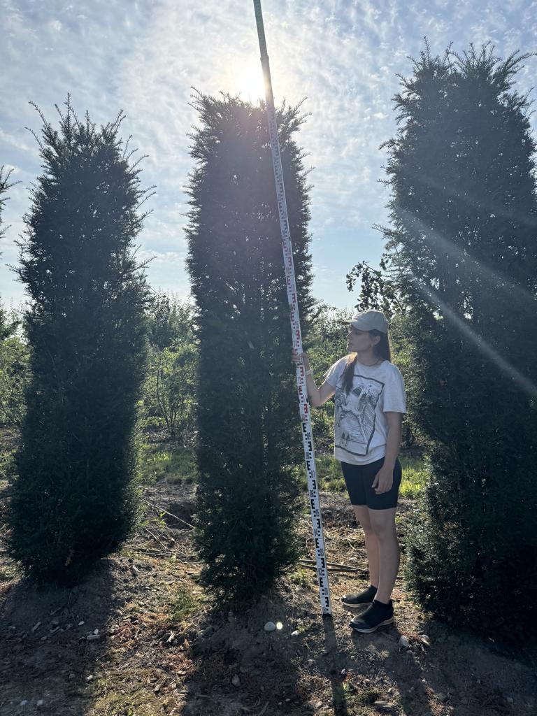 Taxus baccata