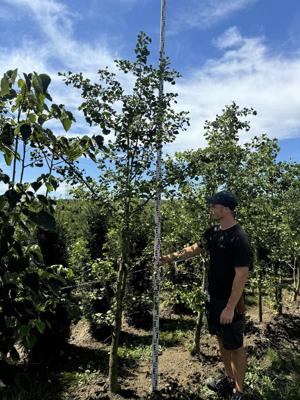 Ginkgo biloba