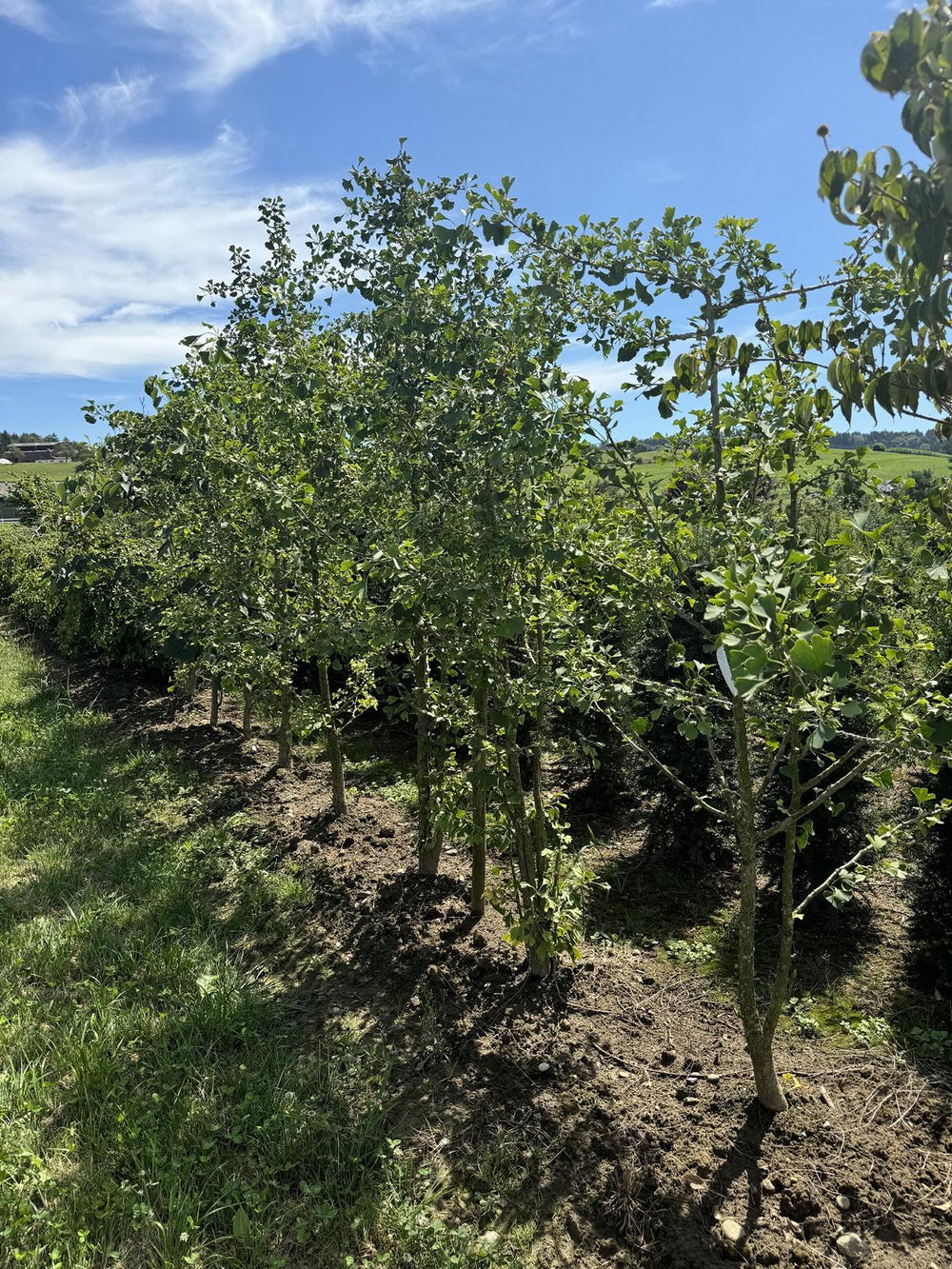 Ginkgo biloba