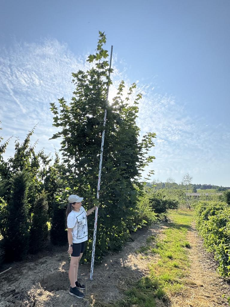 Acer platanoides