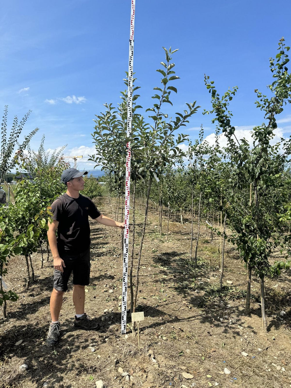 Malus domestica 'Royal Gala'