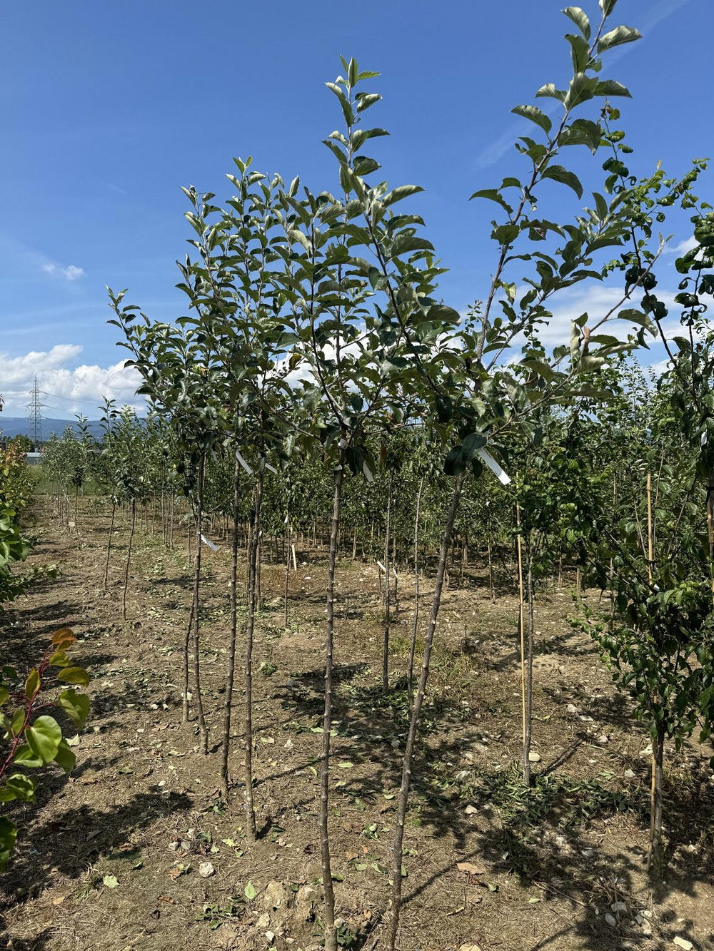 Malus domestica 'Royal Gala'