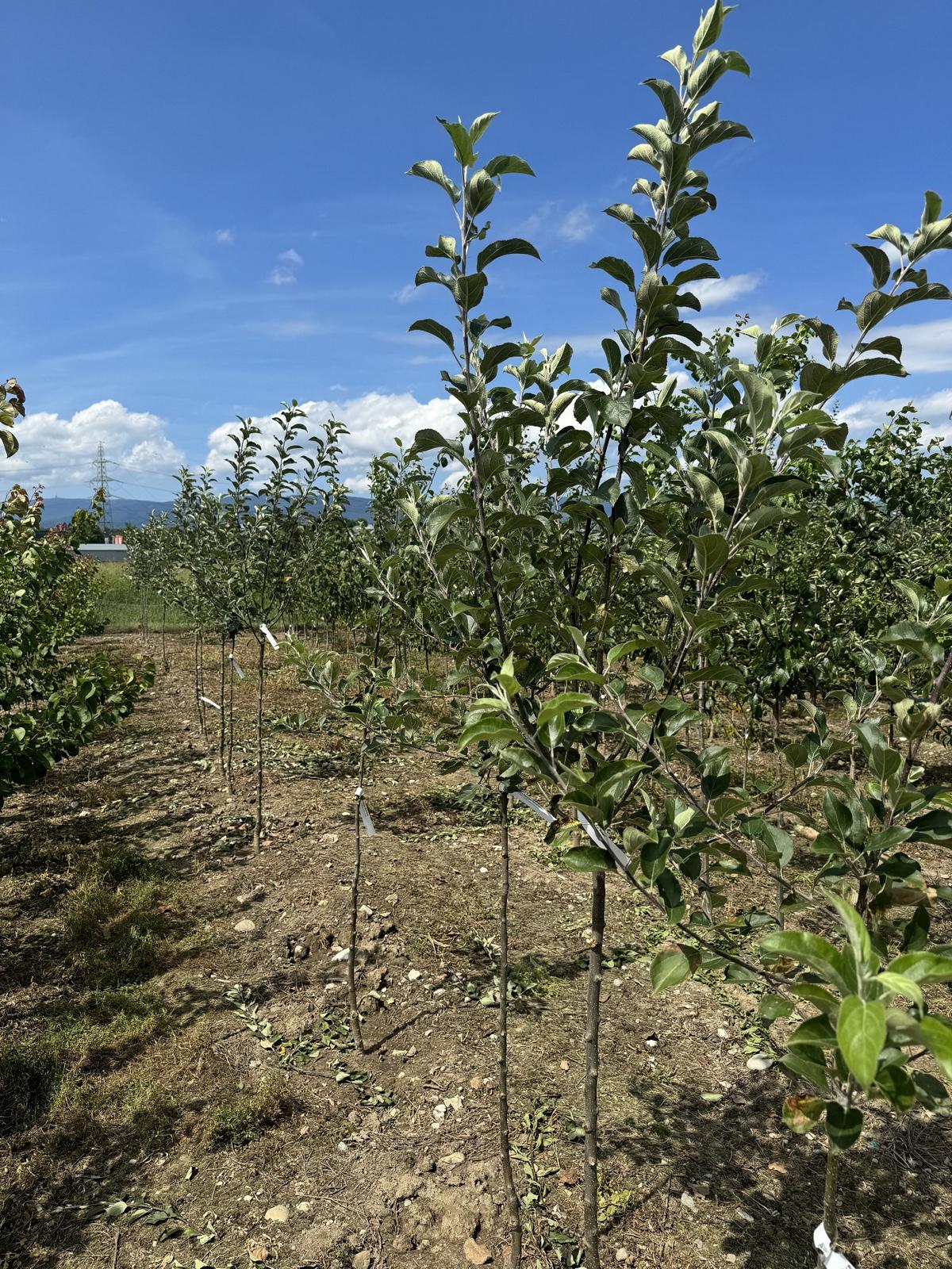 Malus domestica 'Berner Rosen'